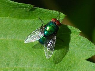 Lucilia (fly) Lucilia Discover Life
