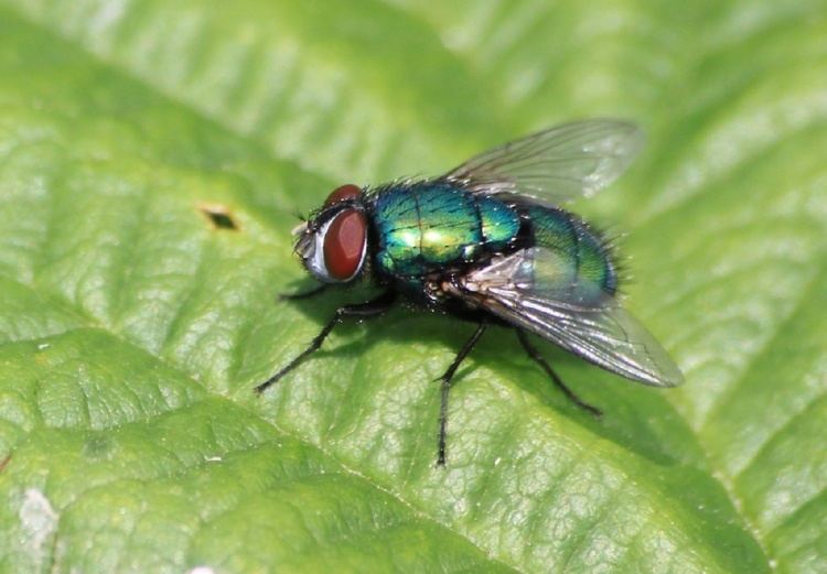 Lucilia (fly) Lucilia sericata Lucilia sericata NatureSpot