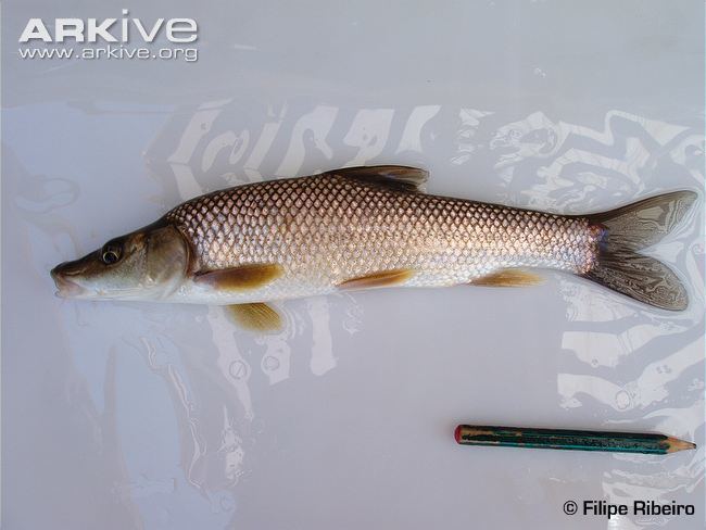 Luciobarbus Iberian longsnout barbel photo Luciobarbus comizo G79725 ARKive