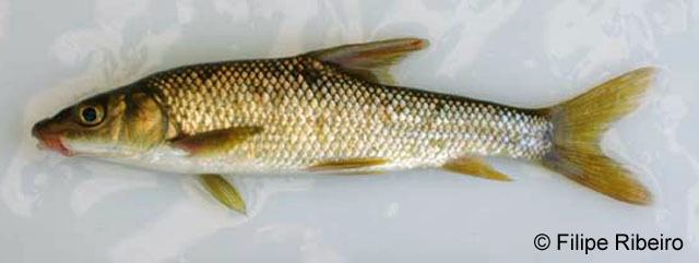 Luciobarbus Fish Identification