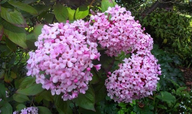 Luculia Talking Plants The delightfully fragrant luculia is very very