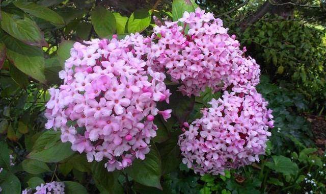 Luculia gratissima Talking Plants The delightfully fragrant luculia is very very