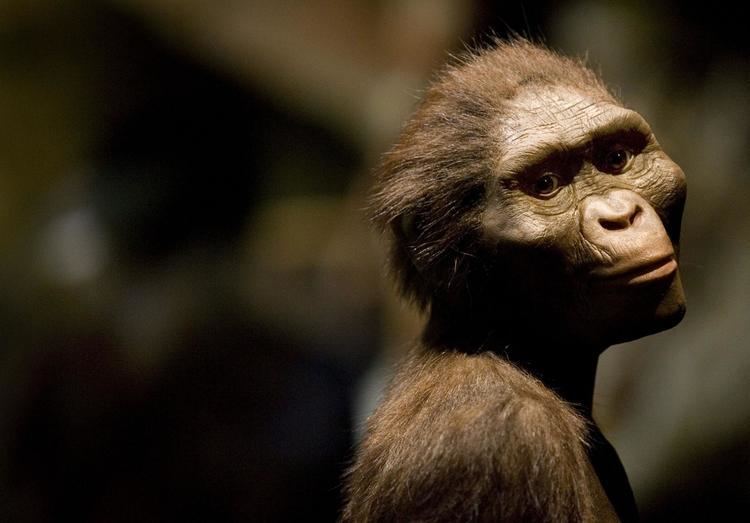 Lucy (Australopithecus) Who is Lucy the Australopithecus Five facts you probably didn39t