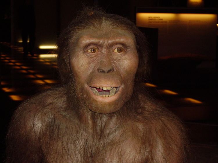 Lucy (Australopithecus) 1000 ideas about Lucy Australopithecus Afarensis on Pinterest