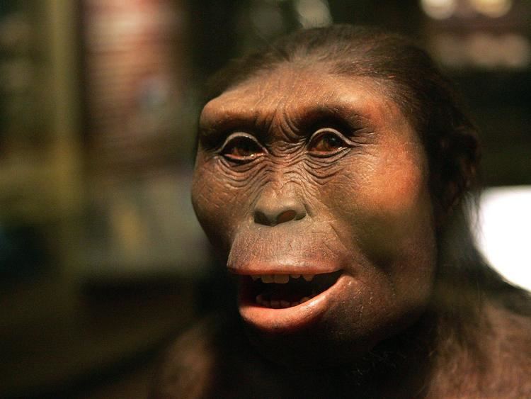 Lucy (Australopithecus) httpsstaticindependentcouks3fspublicthumb