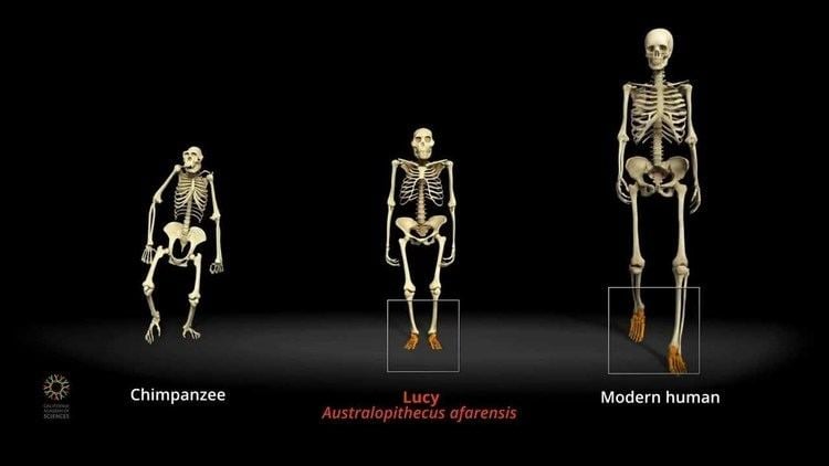Lucy (Australopithecus) Walking With Lucy California Academy of Sciences YouTube