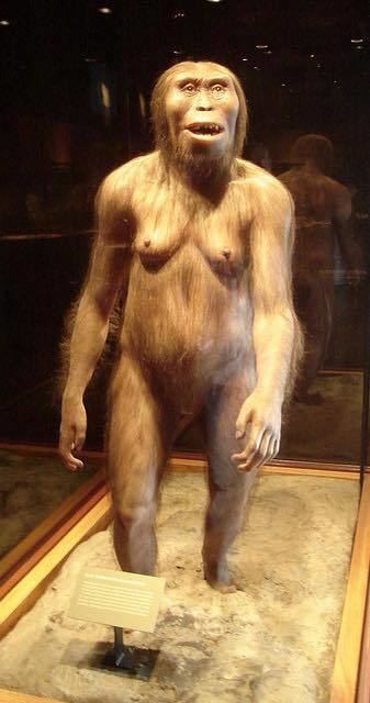 Lucy (Australopithecus) Lucy Australopithecus afarensis stood 3 ft 7 in Tall and weighed