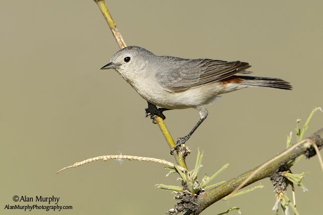 Lucy's warbler wwwalanmurphyphotographycom