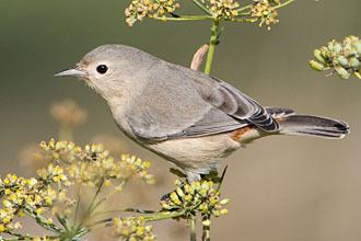 Lucy's warbler Lucy39s Warbler Oreothlypis luciae