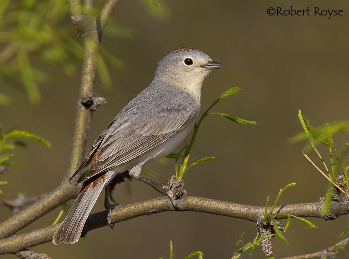 Lucy's warbler Lucy39s Warbler