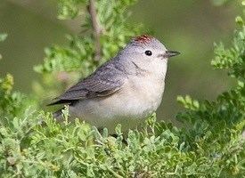 Lucy's warbler Lucy39s Warbler Identification All About Birds Cornell Lab of