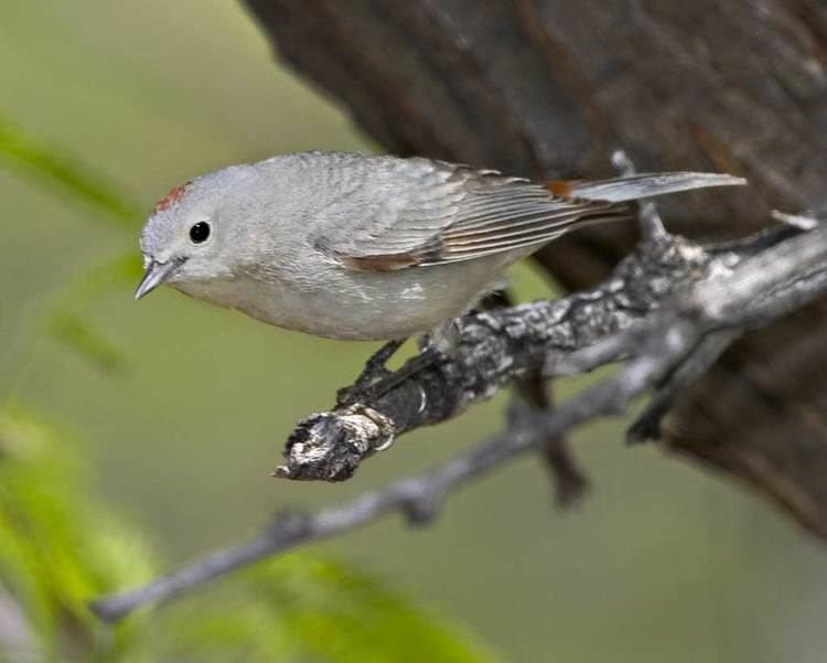 Lucy's warbler Lucy39s Warbler Audubon Field Guide