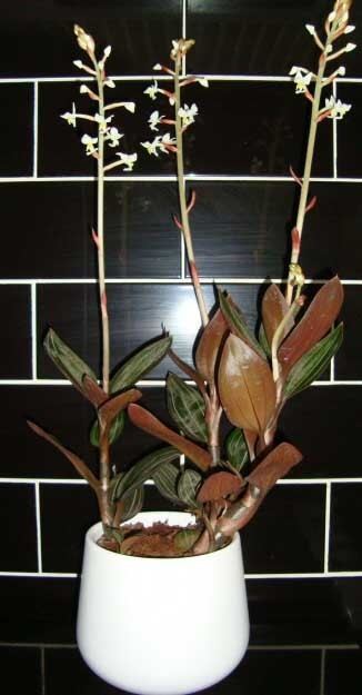 Ludisia Jewel Orchid Ludisia discolor Our House Plants