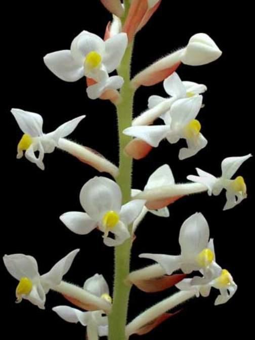 Ludisia Orchid Profile Ludisia discolor