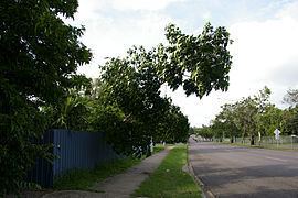 Ludmilla, Northern Territory httpsuploadwikimediaorgwikipediacommonsthu