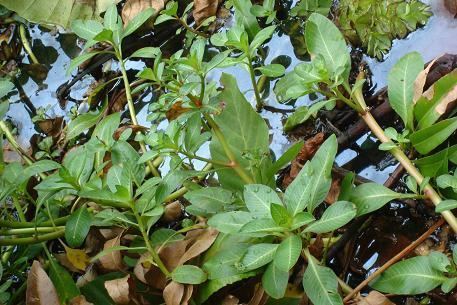 Ludwigia adscendens Ludwigia adscendens