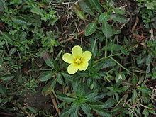 Ludwigia adscendens httpsuploadwikimediaorgwikipediacommonsthu