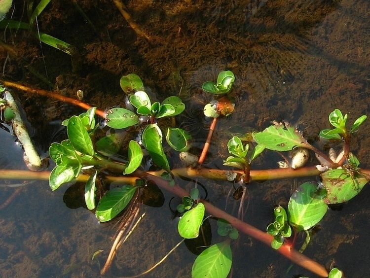 Ludwigia adscendens Image Ludwigia adscendens BioLibcz