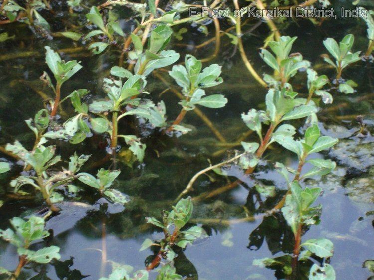 Ludwigia adscendens Plant Detail