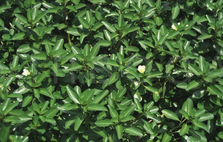 Ludwigia adscendens VIRBOGA Ludwigia adscendens