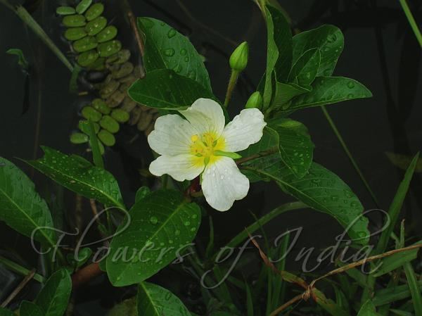 Ludwigia adscendens Ludwigia adscendens Water Primrose