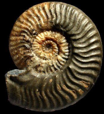 Ludwigia (ammonite) wwwammonitesfrImages0694JPG