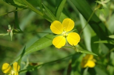 Ludwigia decurrens Digital Atlas of the Virginia Flora Ludwigia decurrens Walter