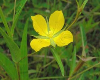 Ludwigia decurrens Ludwigia decurrens Wingleaf primrosewillow Discover Life