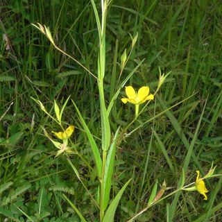 Ludwigia decurrens Ludwigia decurrens Wingleaf primrosewillow Discover Life