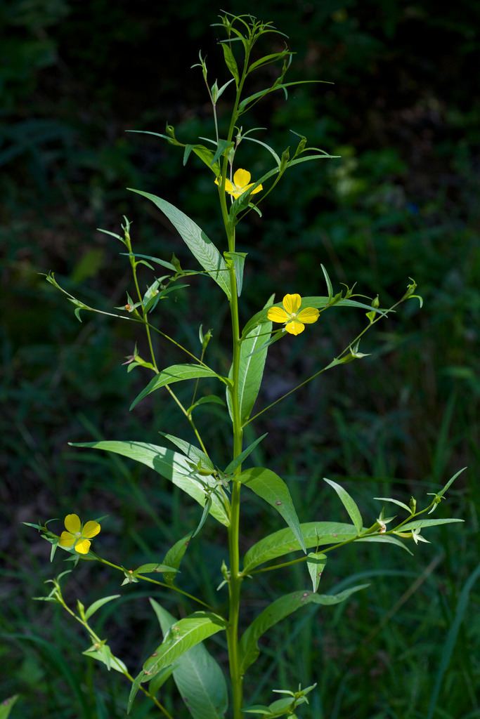 Ludwigia decurrens Ludwigia decurrens Species from Eastern North America Comm Flickr