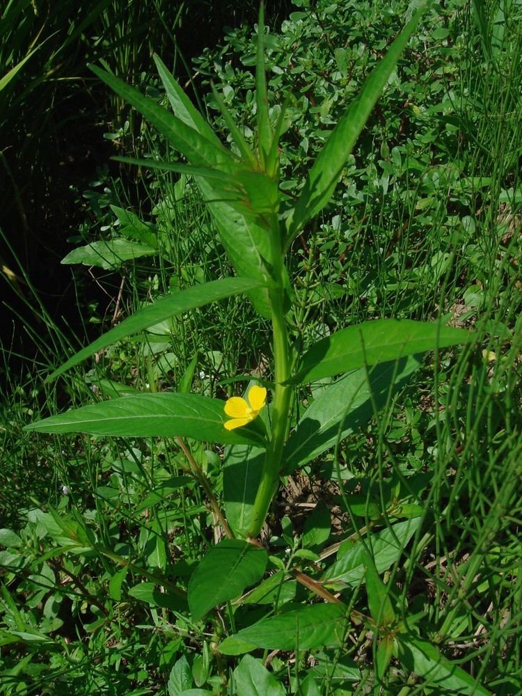 Ludwigia decurrens flowerslacoocanjpOnagraceaeLudwigia20decurre