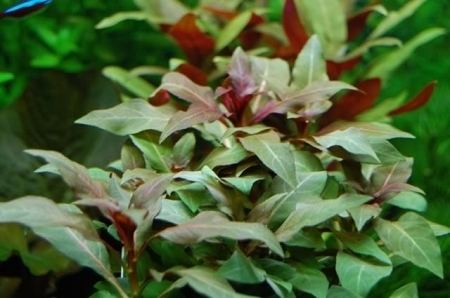 Ludwigia glandulosa Ludwigia Glandulosa Peruensis bunched plant