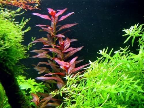 Ludwigia glandulosa Ludwigia Glandulosa Capricorn Aquarium