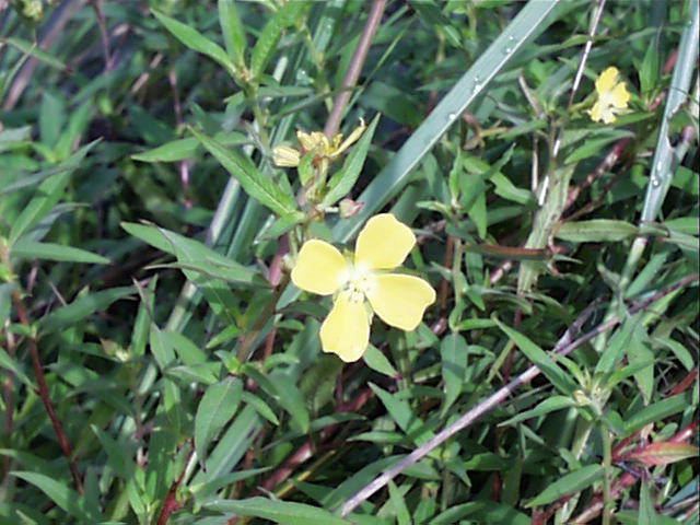 Ludwigia octovalvis Ludwigia octovalvis