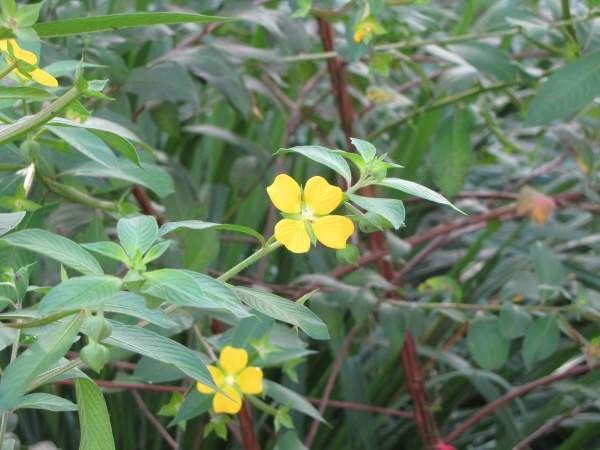 Ludwigia octovalvis Ludwigia octovalvis 1 Photo Gallery 4