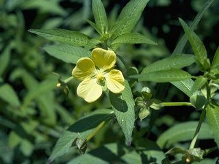 Ludwigia octovalvis wwwwildflowerorgimagearchive320x240PCD3987P