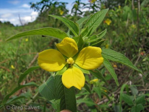 Ludwigia octovalvis SGAP Townsville Ludwigia octovalvis