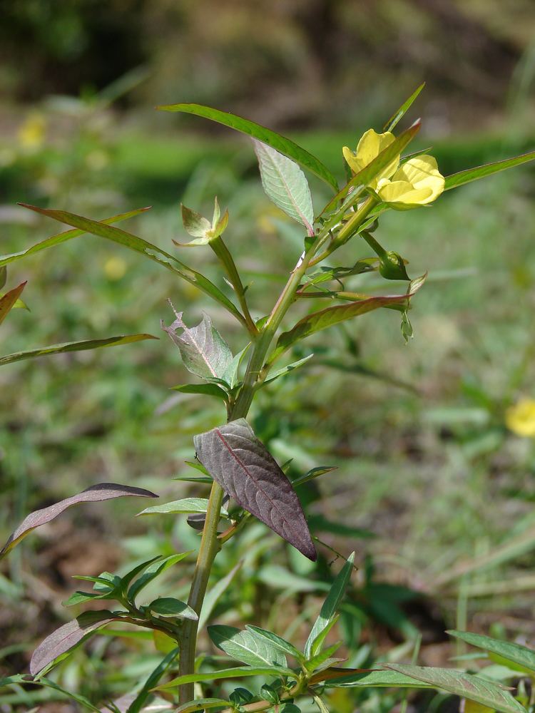 Ludwigia octovalvis FileStarr 0704136938 Ludwigia octovalvisjpg Wikimedia Commons