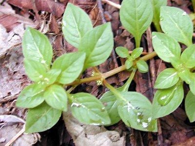 Ludwigia palustris A guide on growing and propagating Ludwigia palustris