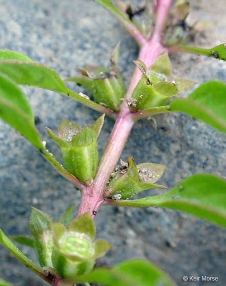 Ludwigia palustris Ludwigia palustris common waterprimrose Go Botany