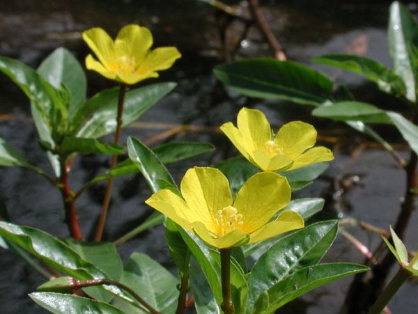 Ludwigia peploides delawarewildflowersorgimagesludwigiapeploidesjpg