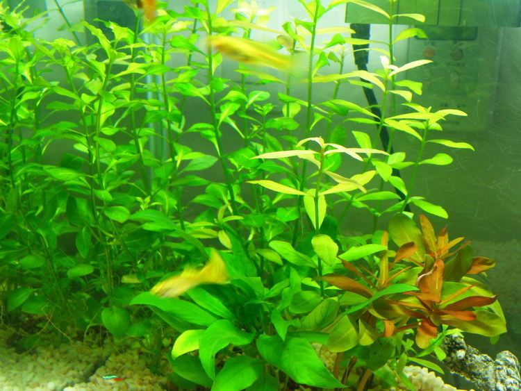 Ludwigia (plant) Details on growing Ludwigia repens in aquariums