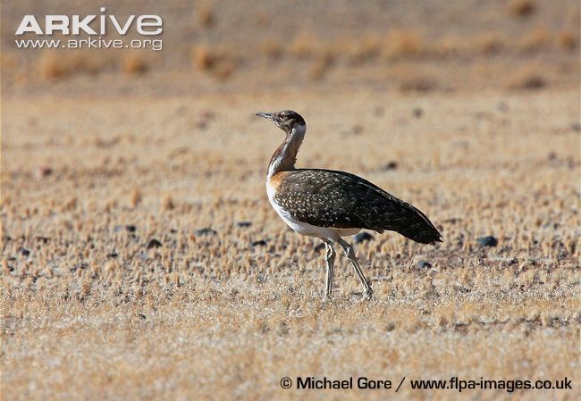 Ludwig's bustard Ludwig39s bustard videos photos and facts Neotis ludwigii ARKive