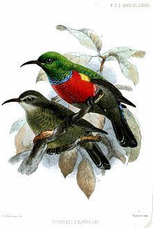 Ludwig's double-collared sunbird httpsuploadwikimediaorgwikipediacommonsthu