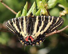 Luehdorfia japonica httpsuploadwikimediaorgwikipediacommonsthu