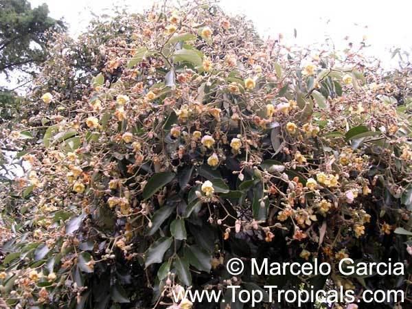 Luehea divaricata Luehea divaricata Acoita Cavalo TopTropicalscom