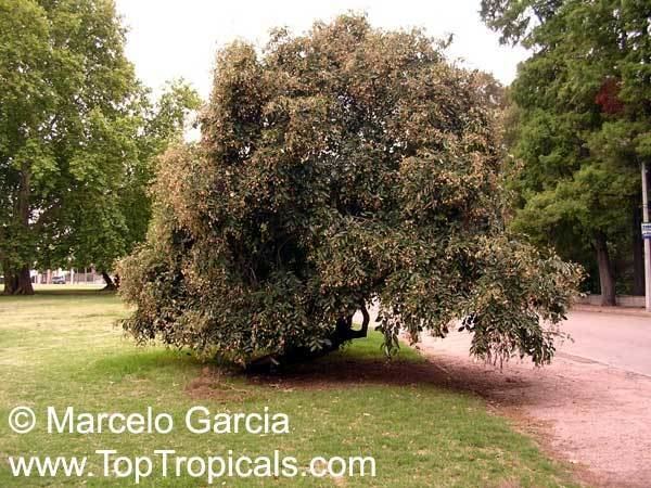 Luehea divaricata Luehea divaricata Acoita Cavalo TopTropicalscom