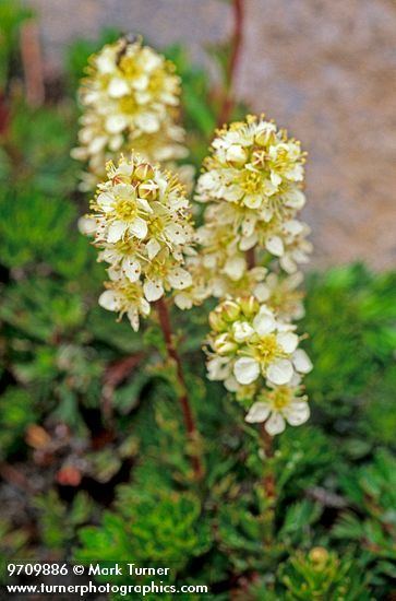 Luetkea Luetkea pectinata partridgefoot Wildflowers of the Pacific Northwest