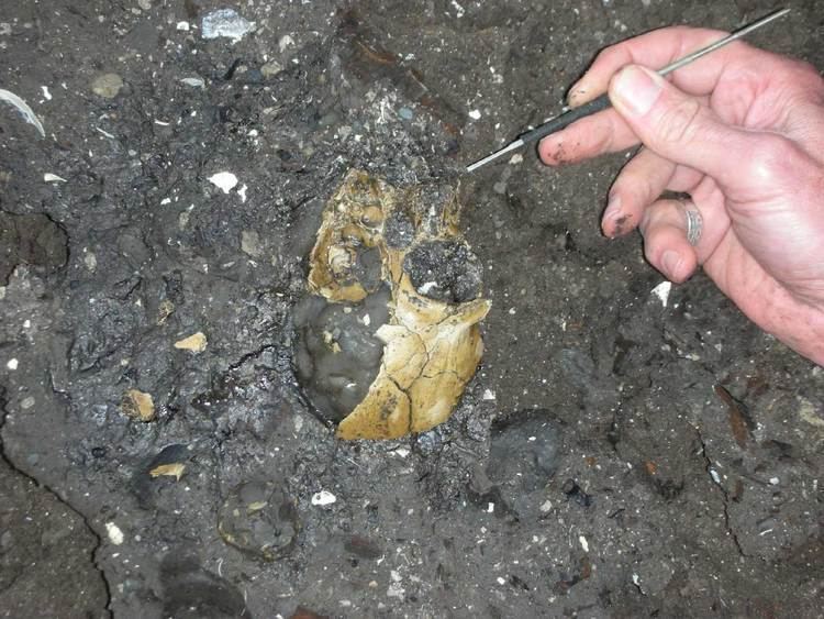 Lufengpithecus Rare Skull Fossil of Miocene Ape Lufengpithecus Found Paleontology