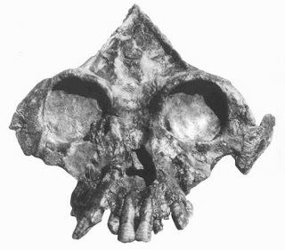 Lufengpithecus Researchers Discover Rare Fossil Ape Cranium In China AnimalsPets
